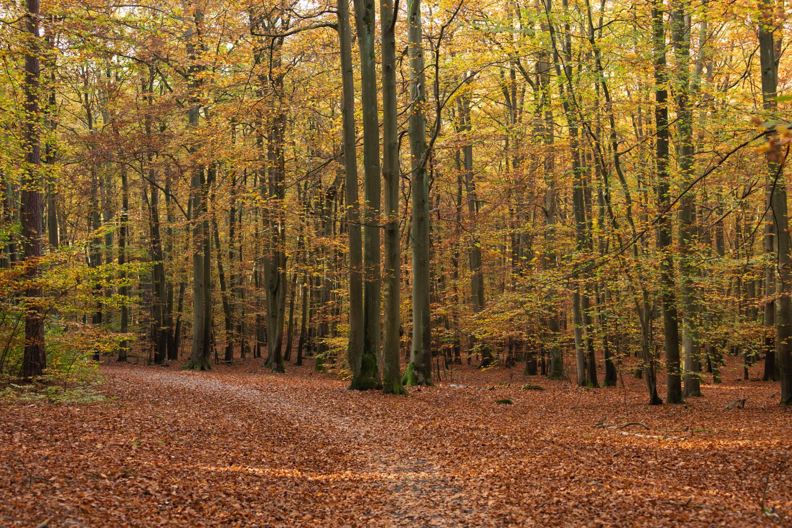 Sendero cubierto de hojas secas en un hayedo en oto&ntilde;o, con hayas de tronco gris y copas amarillas y cobrizas
