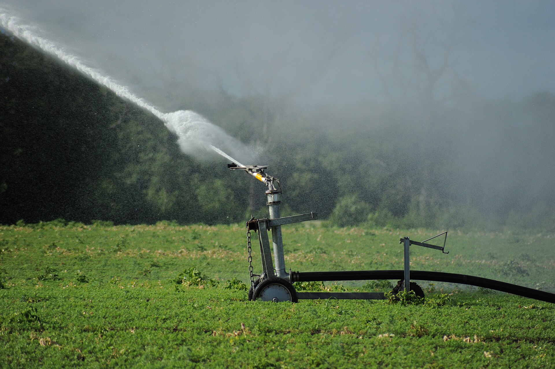 Aspersores de riego lanzando agua sobre un campo de cultivo verde al atardecer