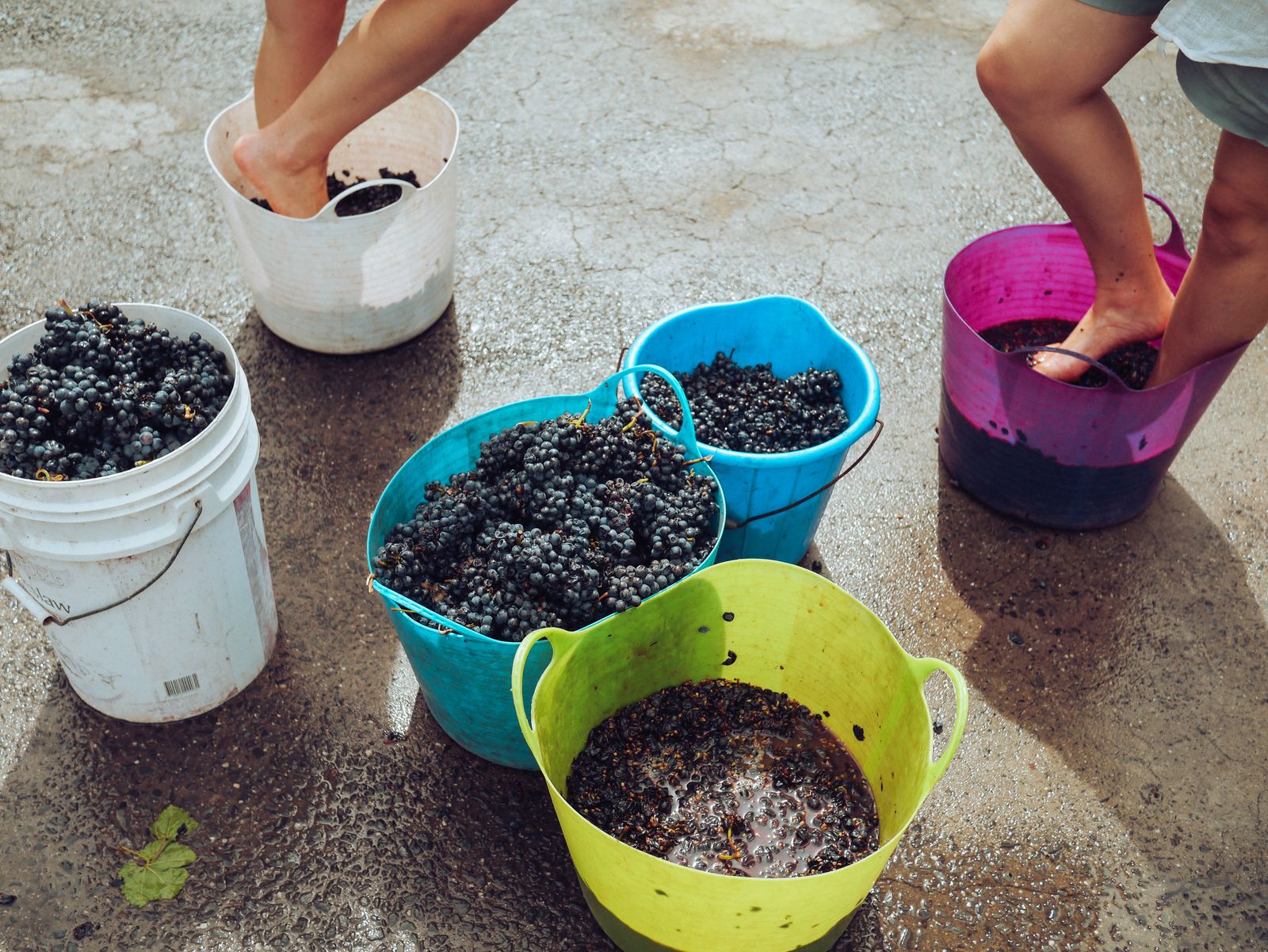Personas descalzas pisando uva tinta en cubos de colores al aire libre, junto a otros cubos llenos de racimos reci&eacute;n vendimiados