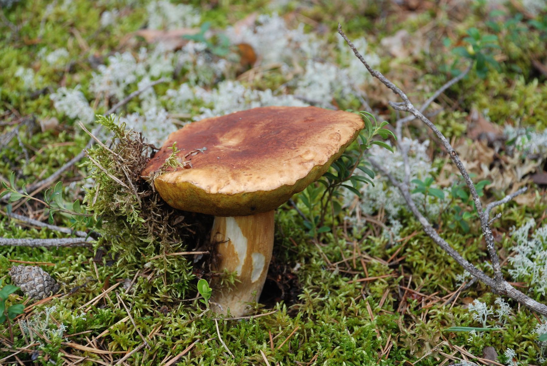 Boletus con sombrero pardo emergiendo entre musgo verde y l&iacute;quenes en el suelo de un pinar de monta&ntilde;a tras las lluvias de oto&ntilde;o