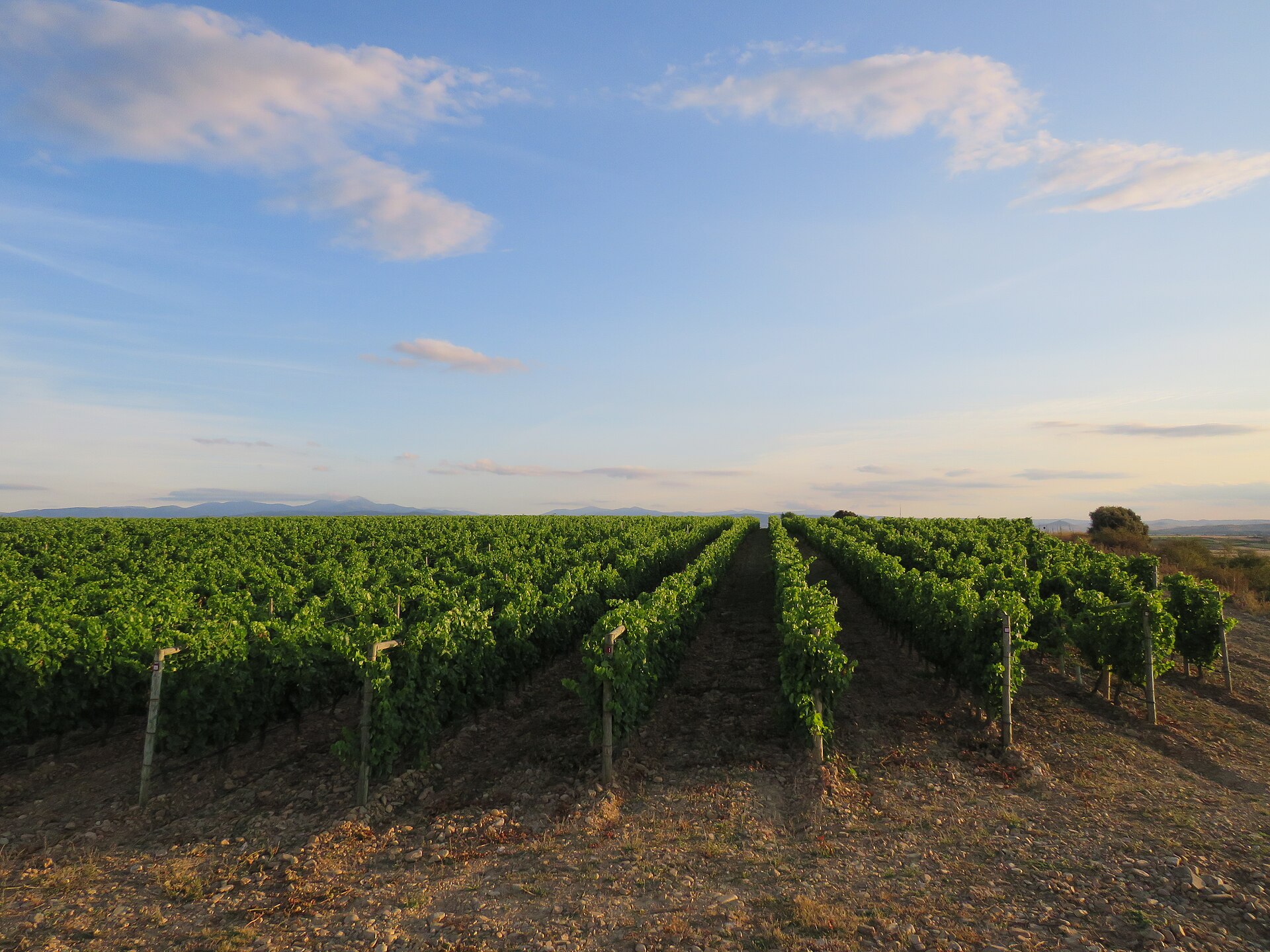 Vi&ntilde;edos alineados en el paraje del Calvario, en Rodezno, La Rioja, bajo un cielo despejado